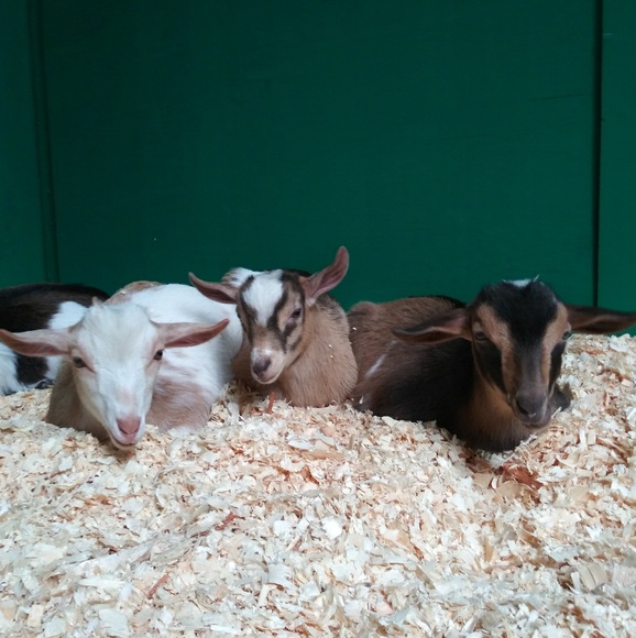 Meet your Posher, Nicole - Picture 4 of 8